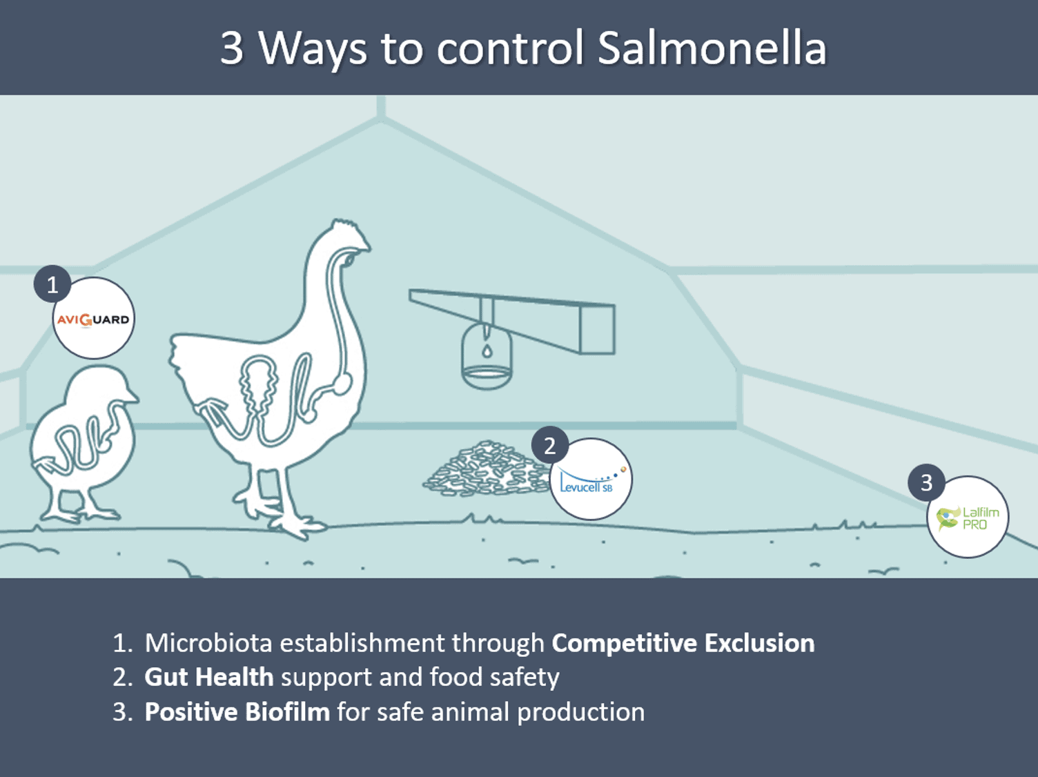 Vitam International - Salmonella in poultry production